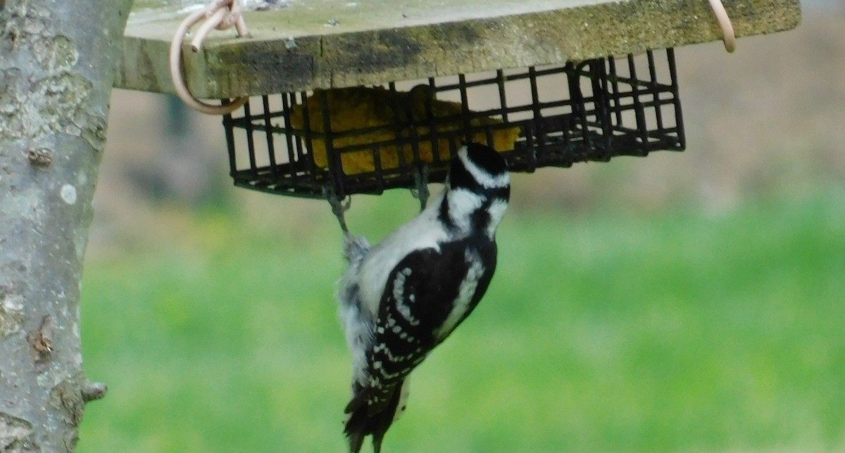 Downy Woodpecker - ML620856430