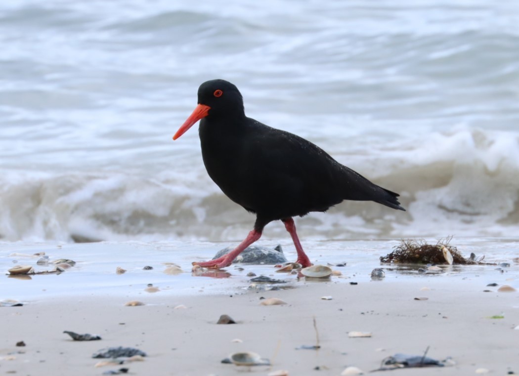 Sooty Oystercatcher - ML620856434