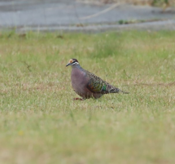 Common Bronzewing - ML620856442