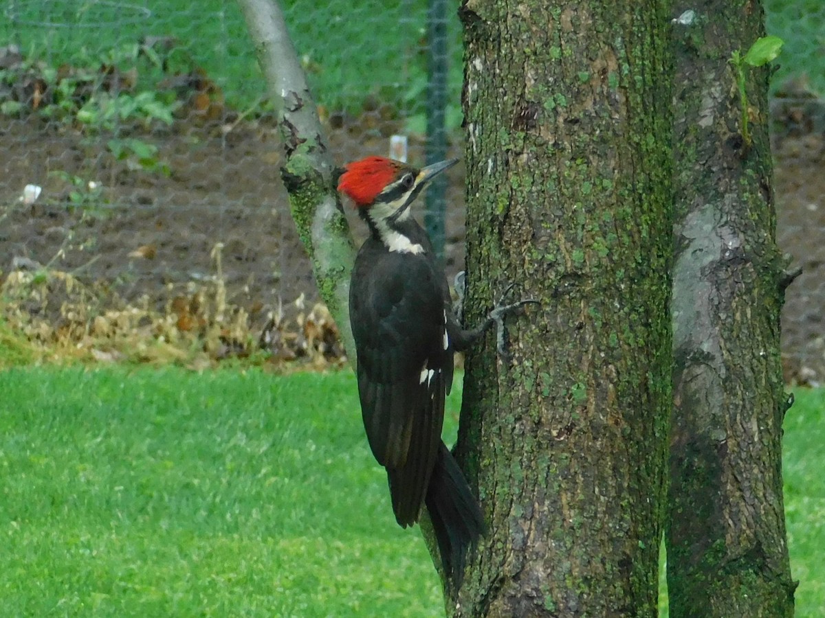 Pileated Woodpecker - ML620856444