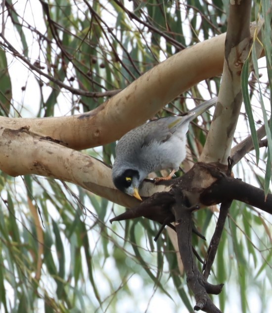 Noisy Miner - ML620856446