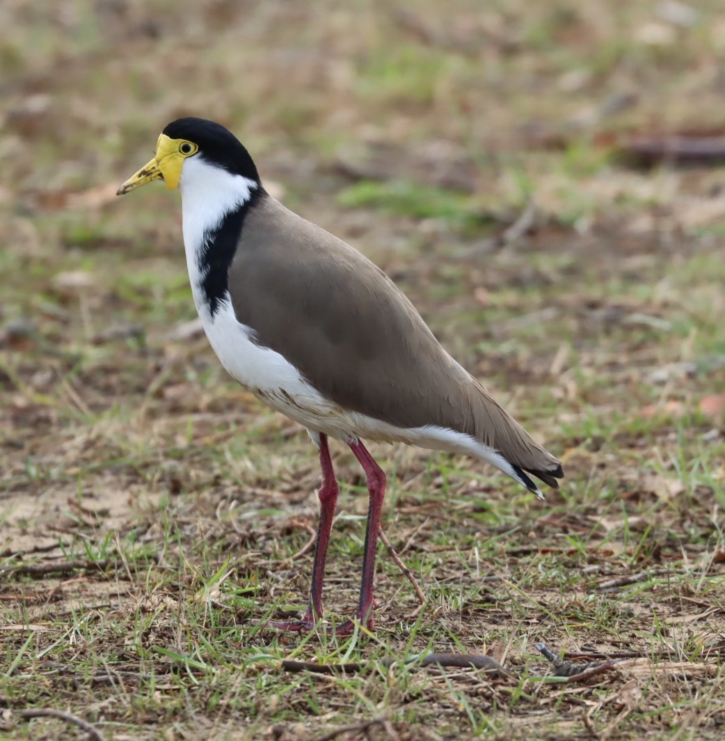 Masked Lapwing - ML620856456