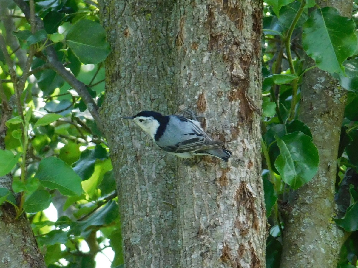 White-breasted Nuthatch - ML620856457