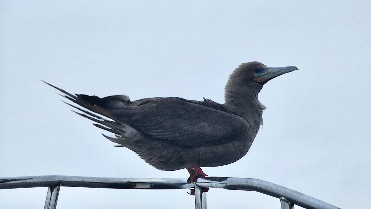 Red-footed Booby - ML620856460