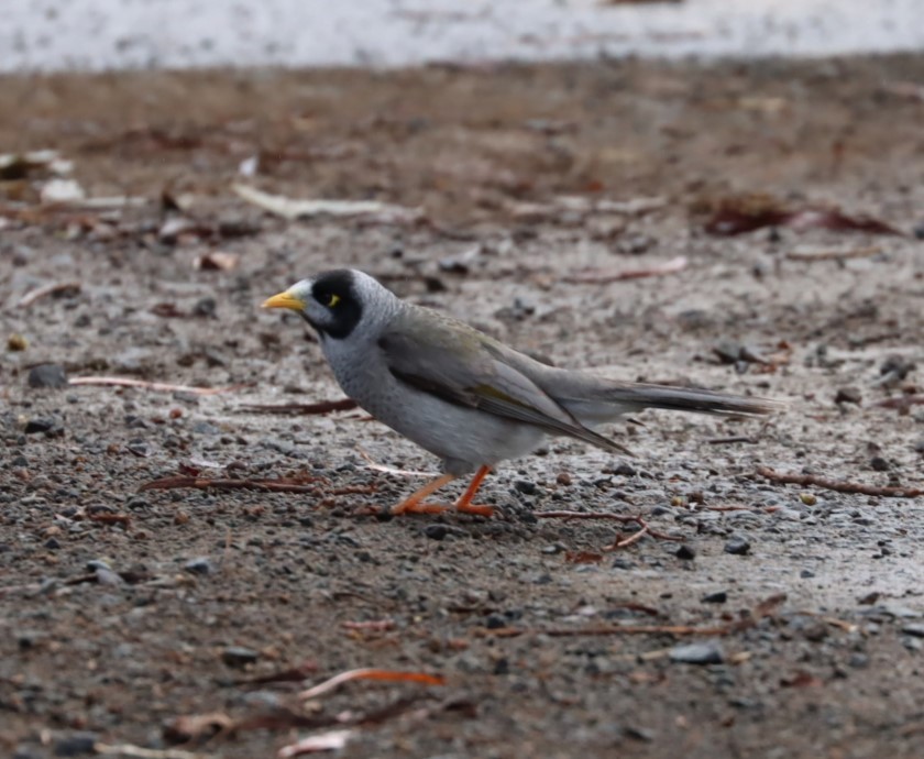 Weißstirn-Schwatzvogel - ML620856461