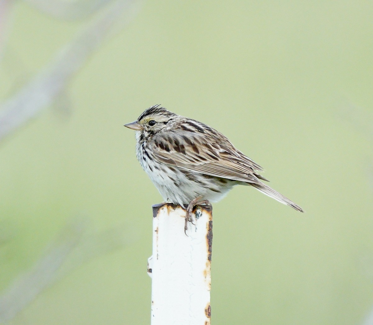 Savannah Sparrow - ML620856463