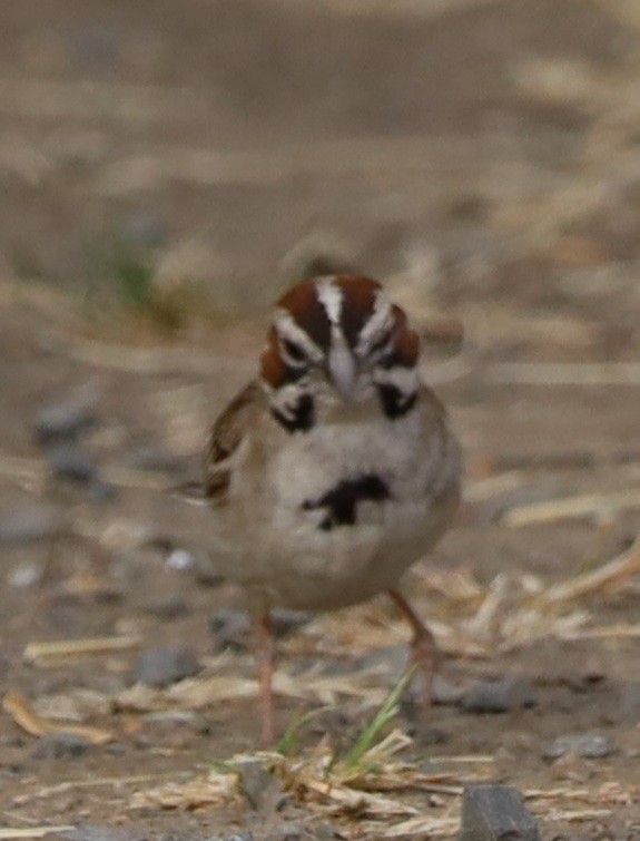 Lark Sparrow - ML620856479