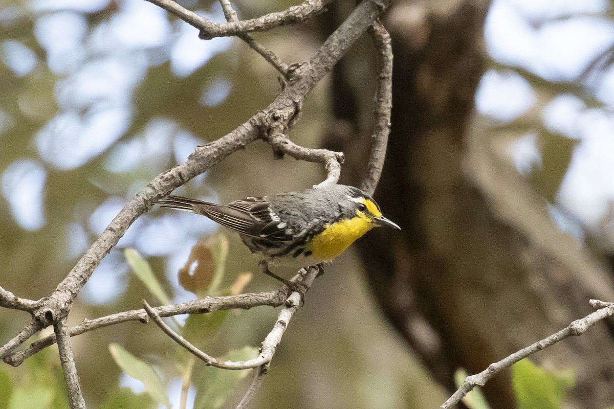 Grace's Warbler - ML620856563