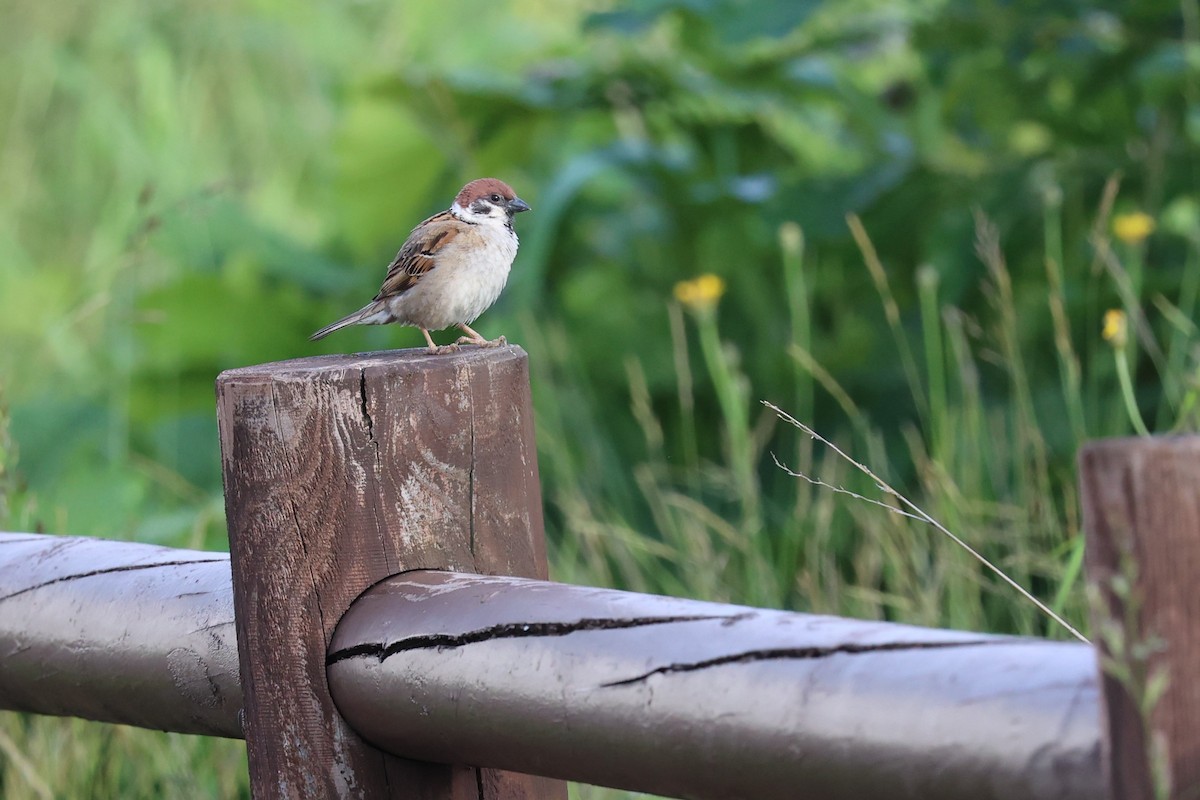 Eurasian Tree Sparrow - ML620856583