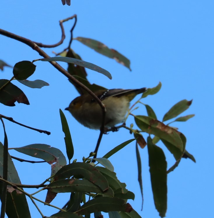 Forty-spotted Pardalote - ML620856587