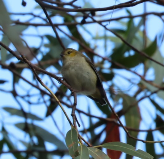 Forty-spotted Pardalote - ML620856588