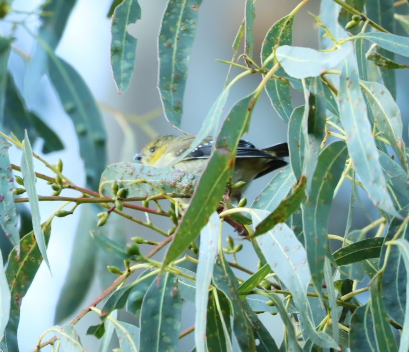 Forty-spotted Pardalote - ML620856589