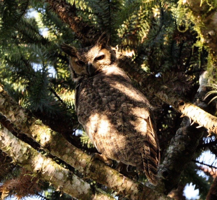 Great Horned Owl - ML620856596