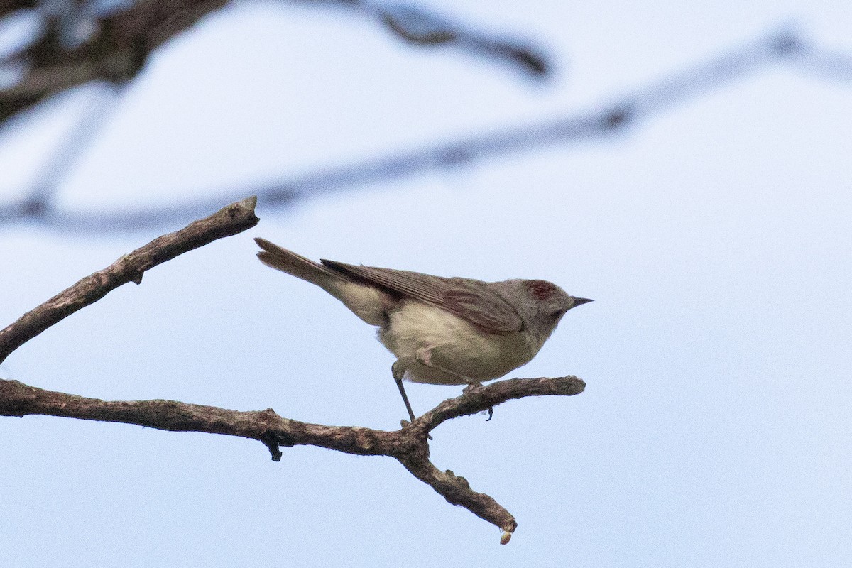 Lucy's Warbler - ML620856612