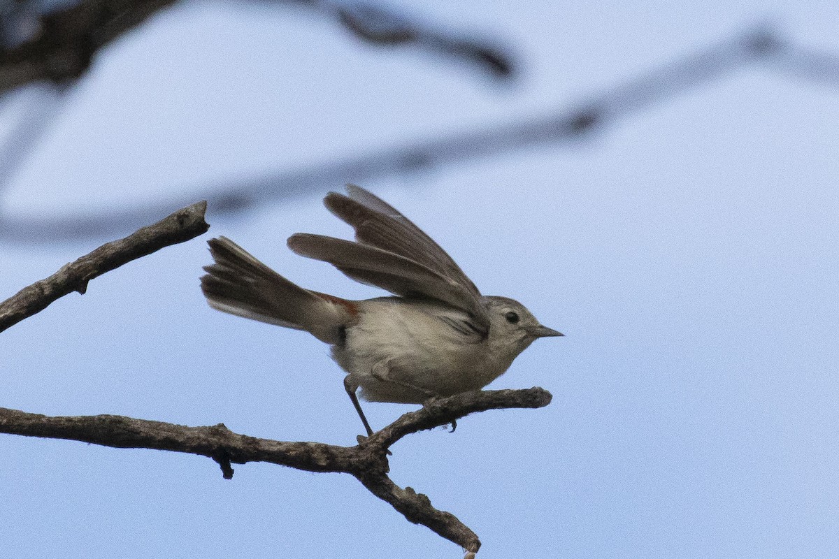 Lucy's Warbler - ML620856613