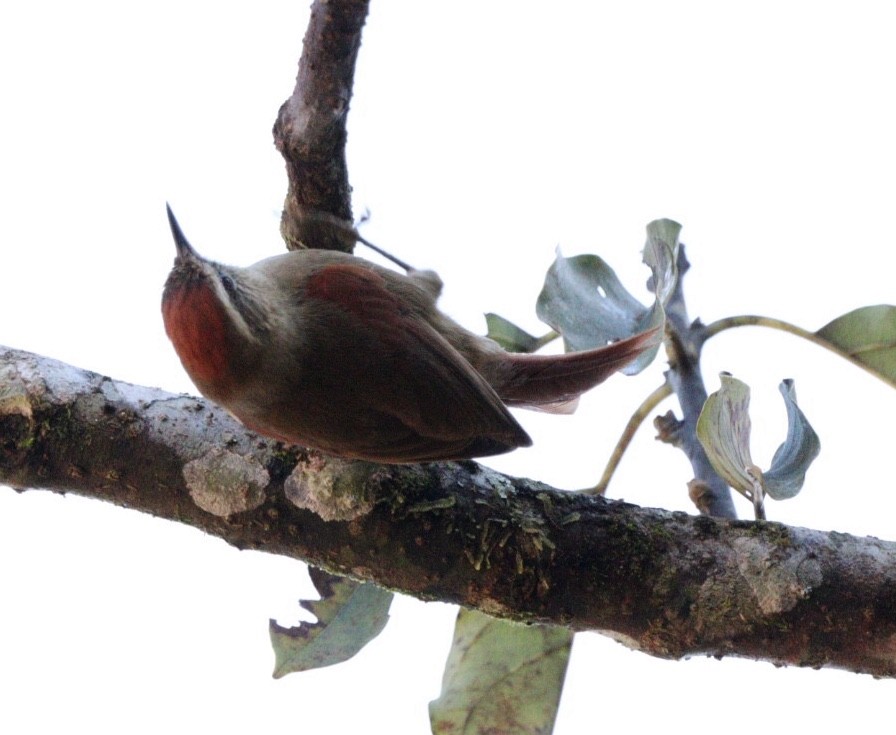 Pallid Spinetail - ML620856620