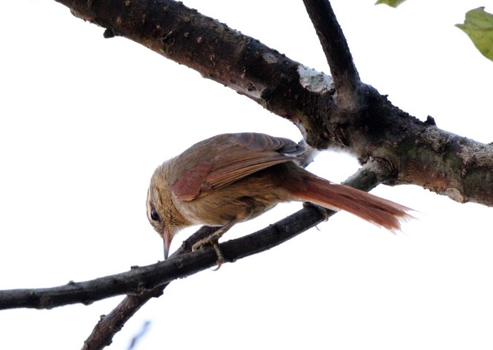 Pallid Spinetail - ML620856621