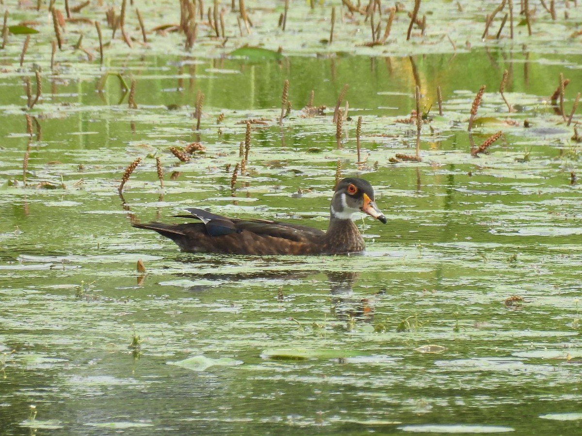 Wood Duck - ML620856623