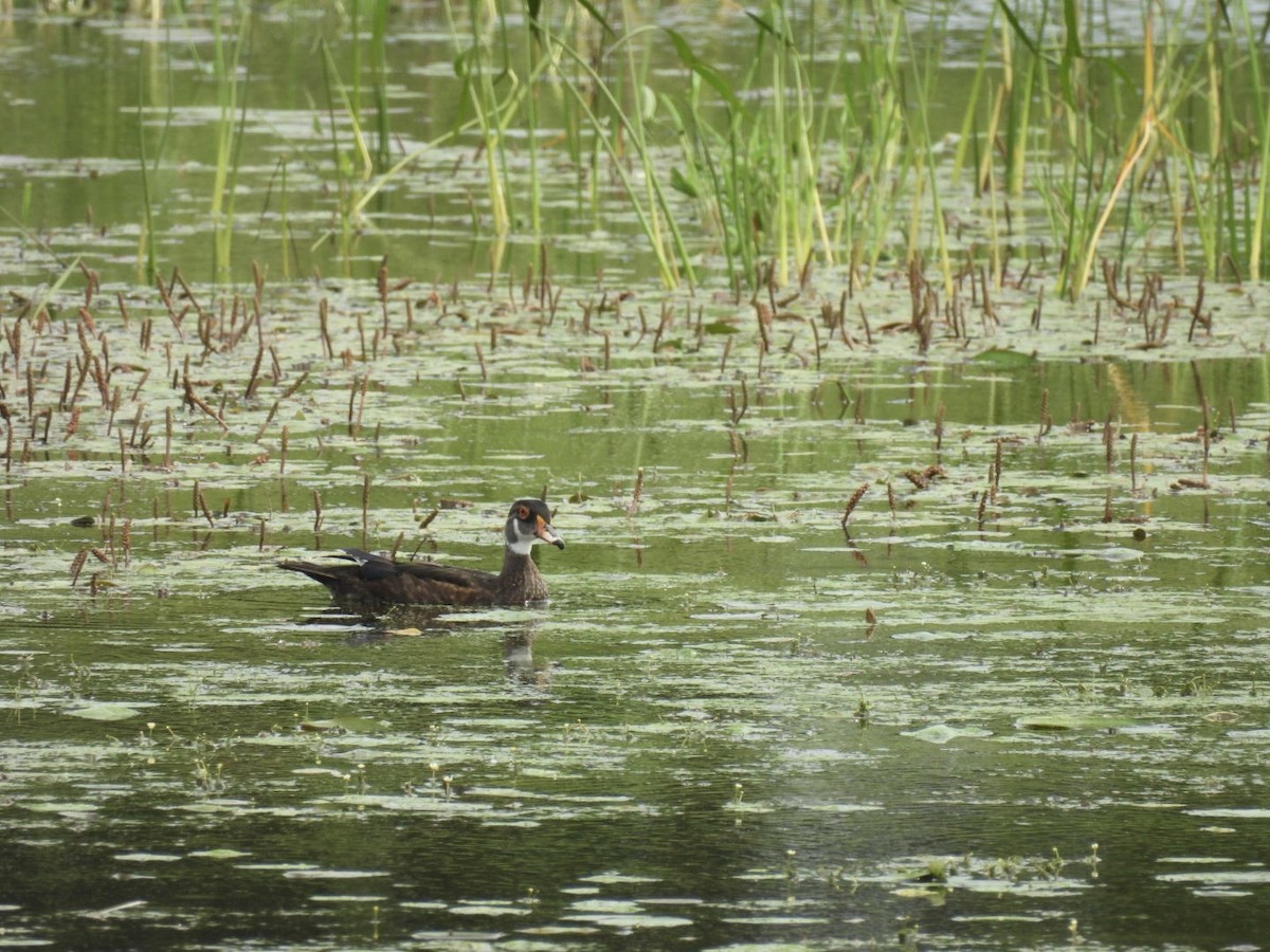 Wood Duck - ML620856624