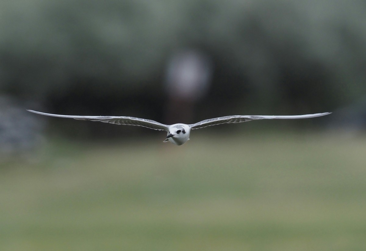 White-winged Tern - ML620856647