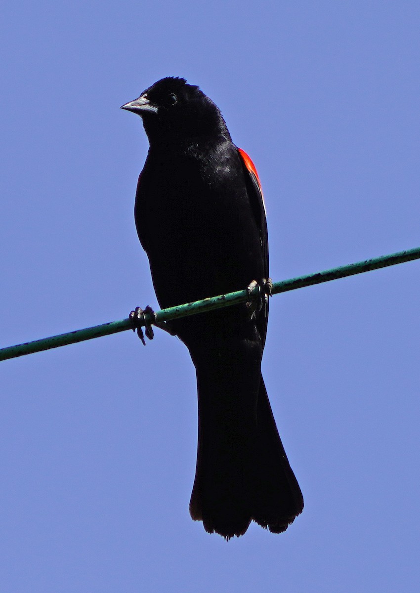 Red-winged Blackbird - ML620856650
