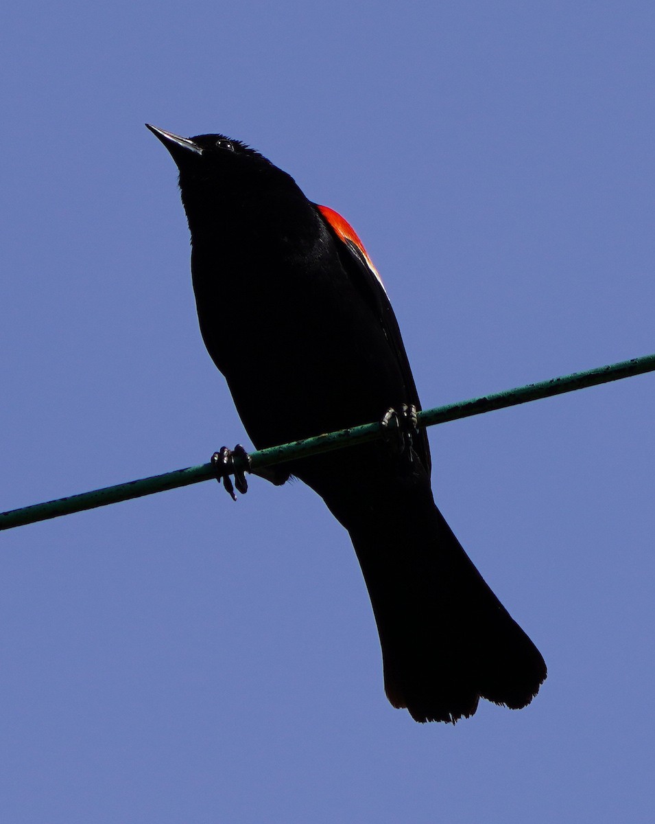Red-winged Blackbird - ML620856651