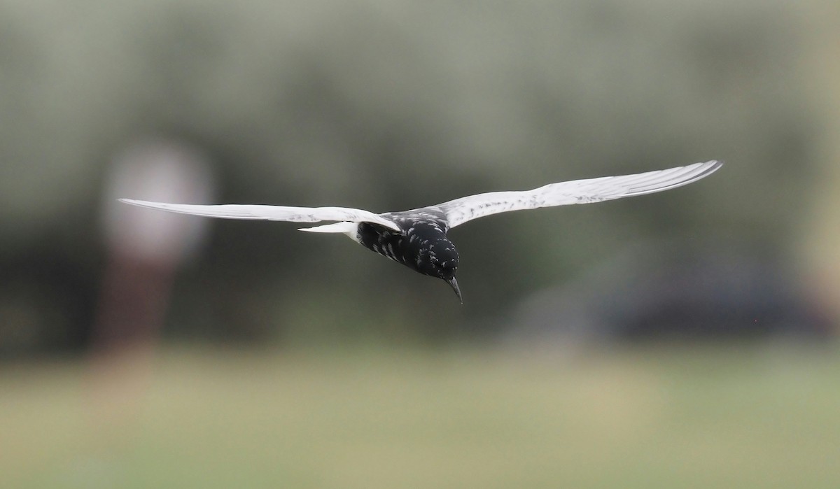 White-winged Tern - ML620856655