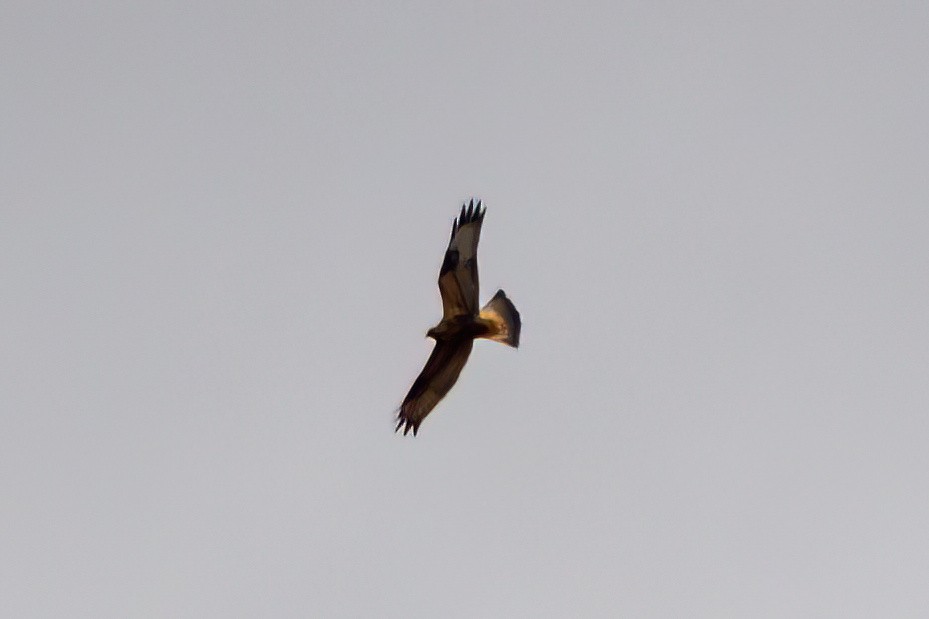 Rough-legged Hawk - ML620856663