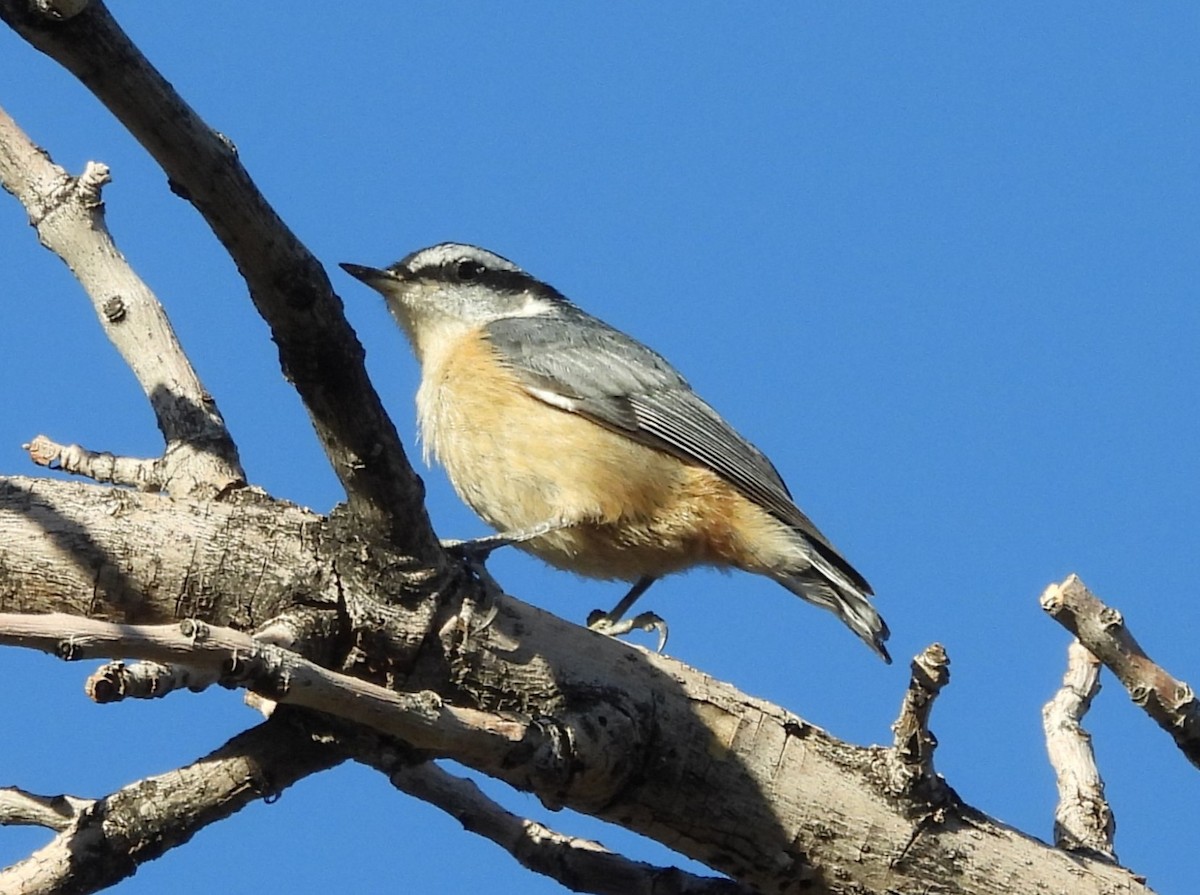 Red-breasted Nuthatch - ML620856697