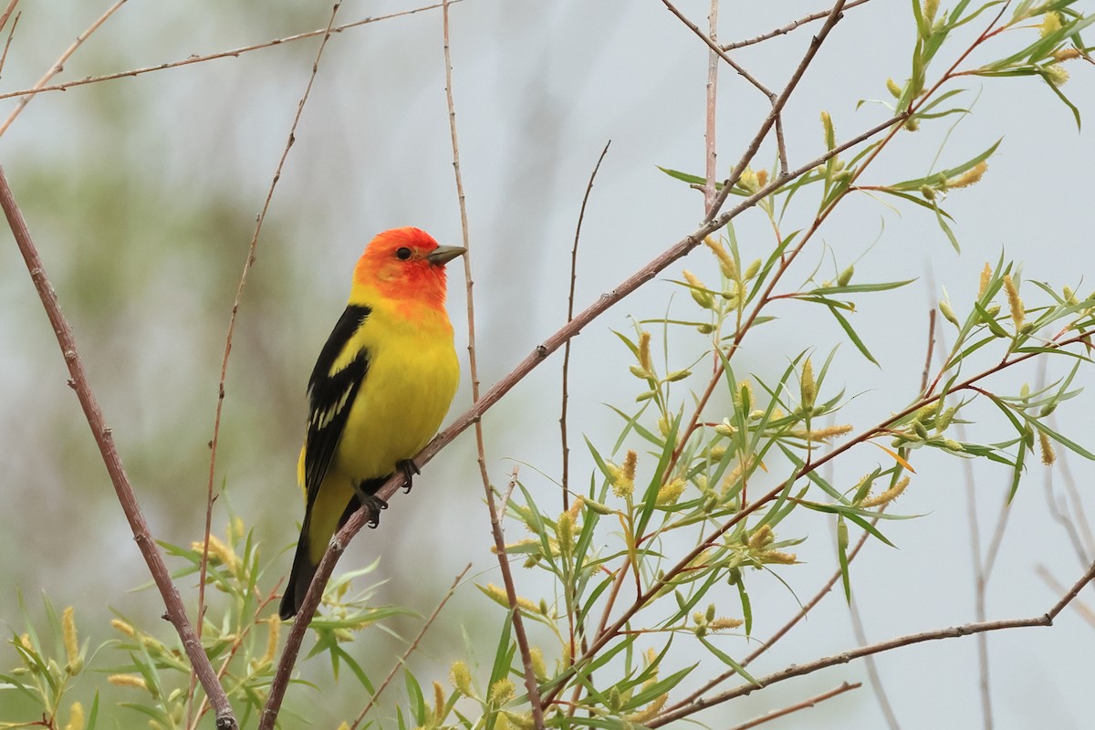 Western Tanager - ML620856698