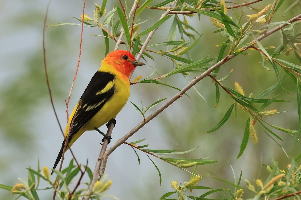 Western Tanager - ML620856699