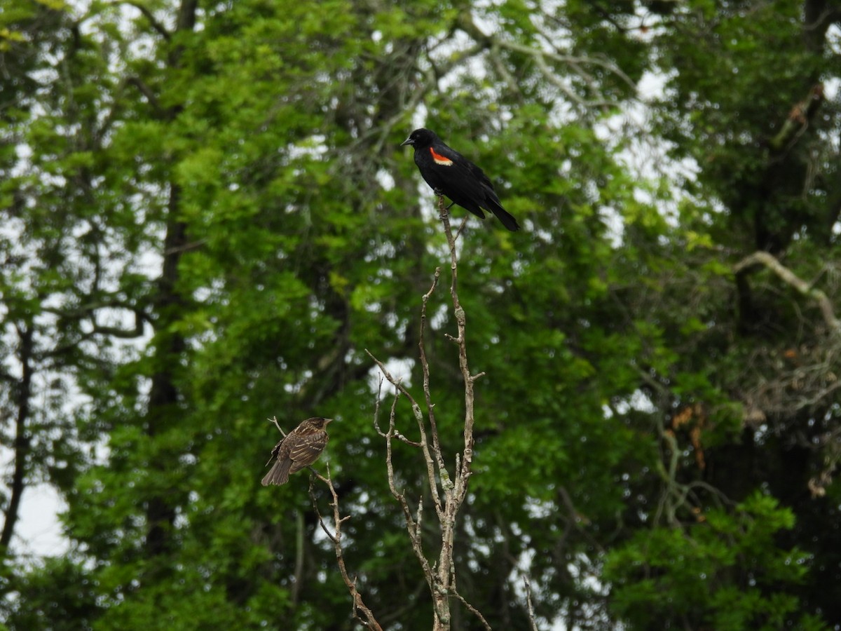 Red-winged Blackbird - ML620856707