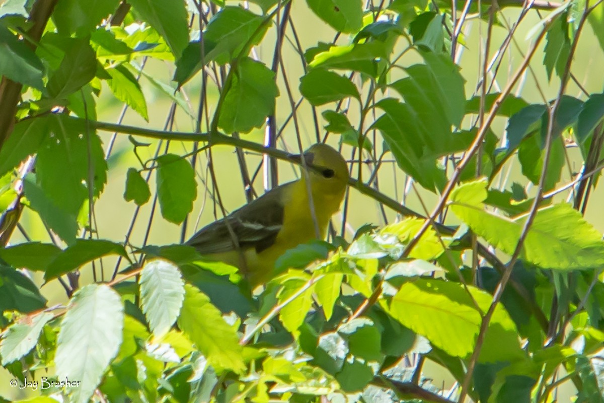 Orchard Oriole - ML620856710