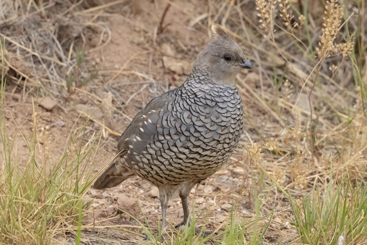 Scaled Quail - ML620856750