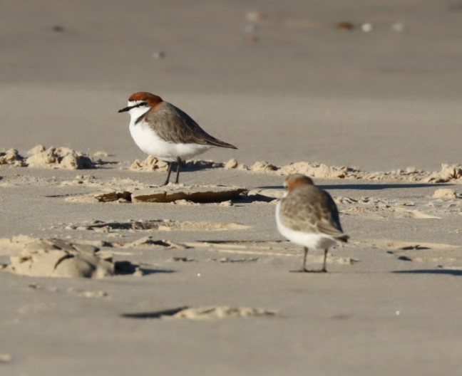 Red-capped Plover - ML620856751
