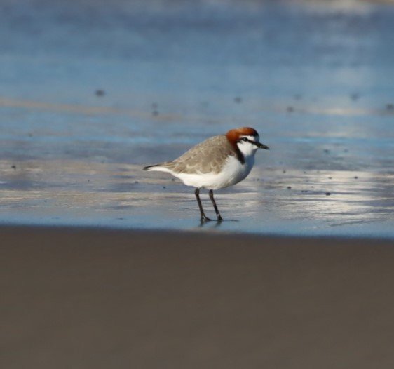 Red-capped Plover - ML620856752