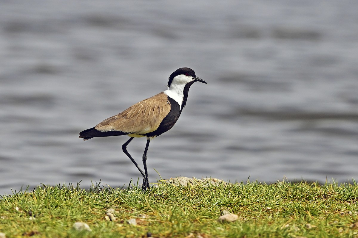 Spur-winged Lapwing - ML620856753