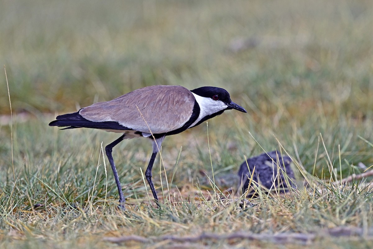 Spur-winged Lapwing - ML620856754