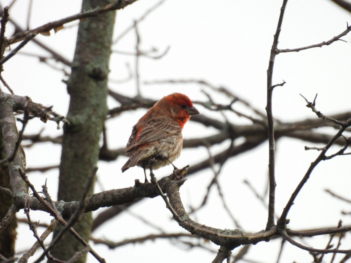 House Finch - ML620856765