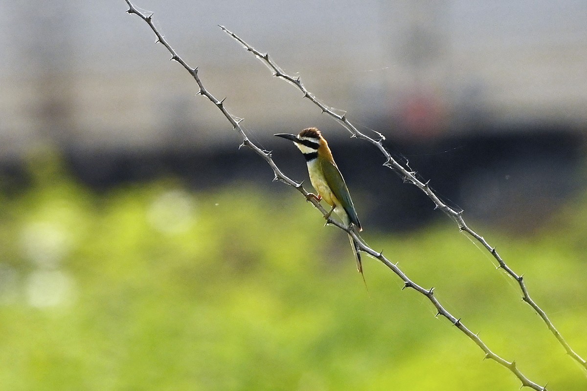 White-throated Bee-eater - Wachara  Sanguansombat