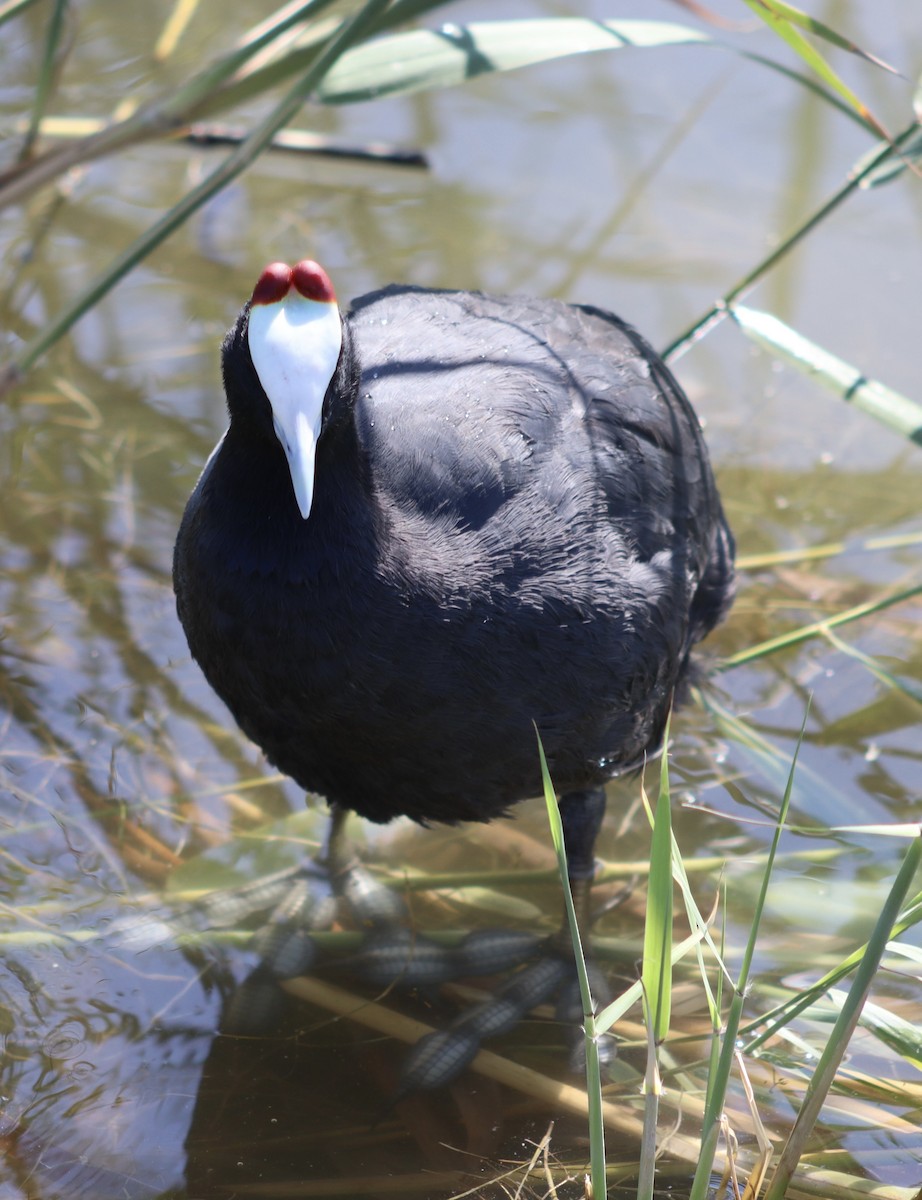 Red-knobbed Coot - ML620856769