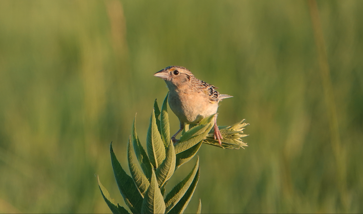 Grasshopper Sparrow - ML620856771