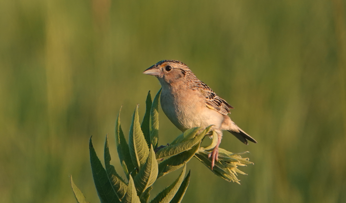 Grasshopper Sparrow - ML620856773