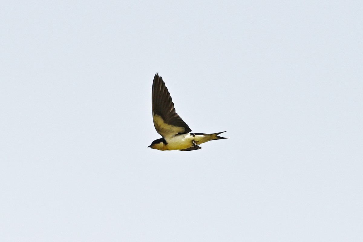 Ethiopian Swallow - ML620856778