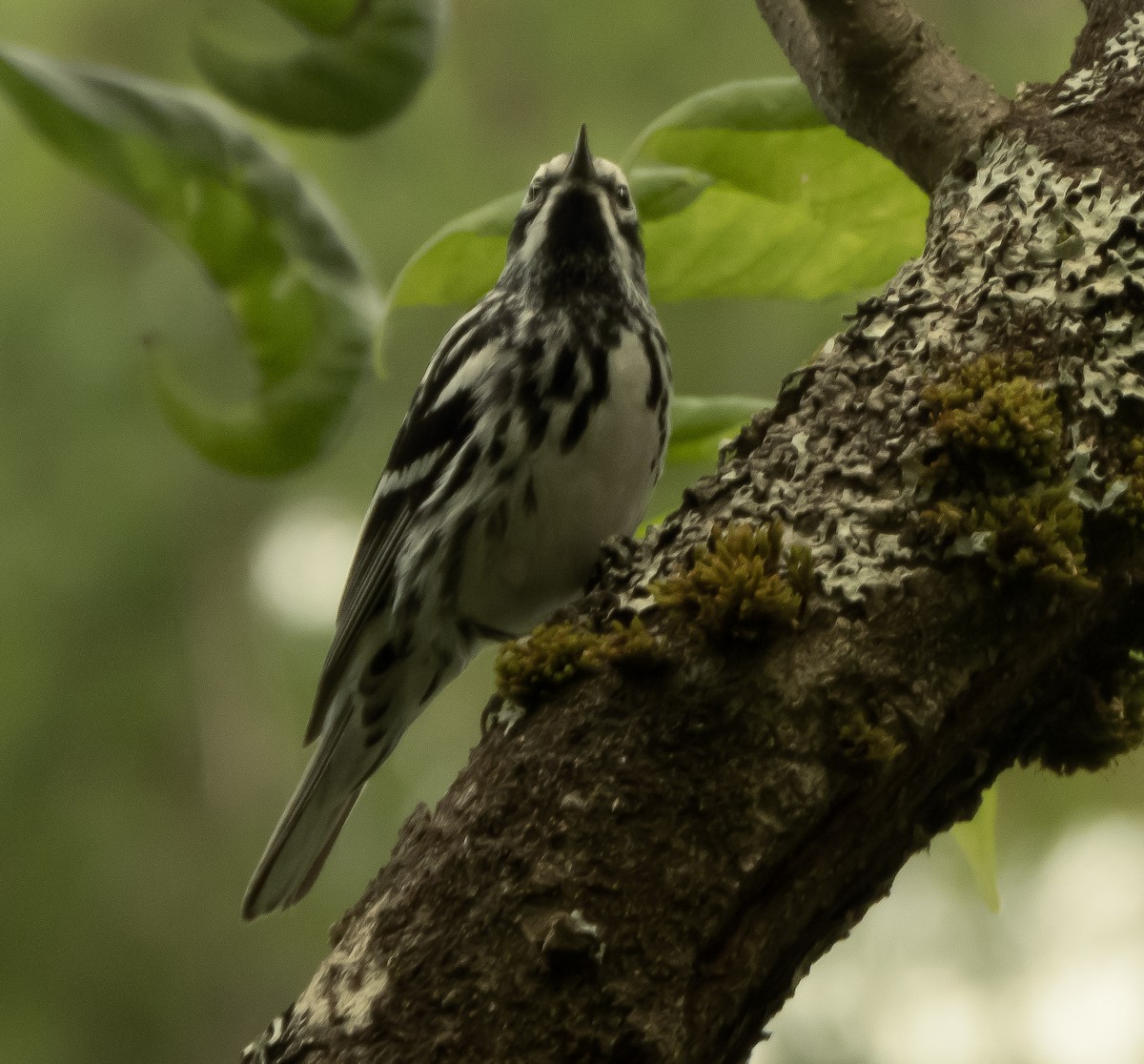 Black-and-white Warbler - Ashley T.