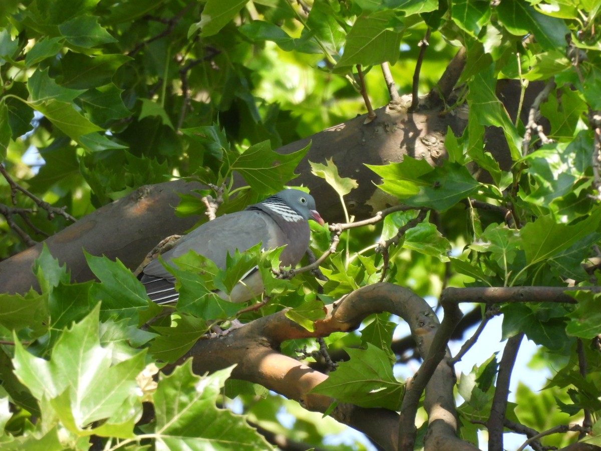 Common Wood-Pigeon - ML620856790