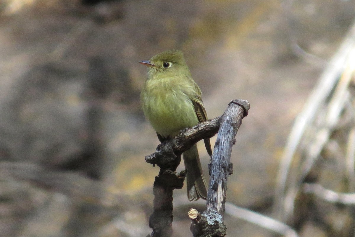 Western Flycatcher - ML620856792