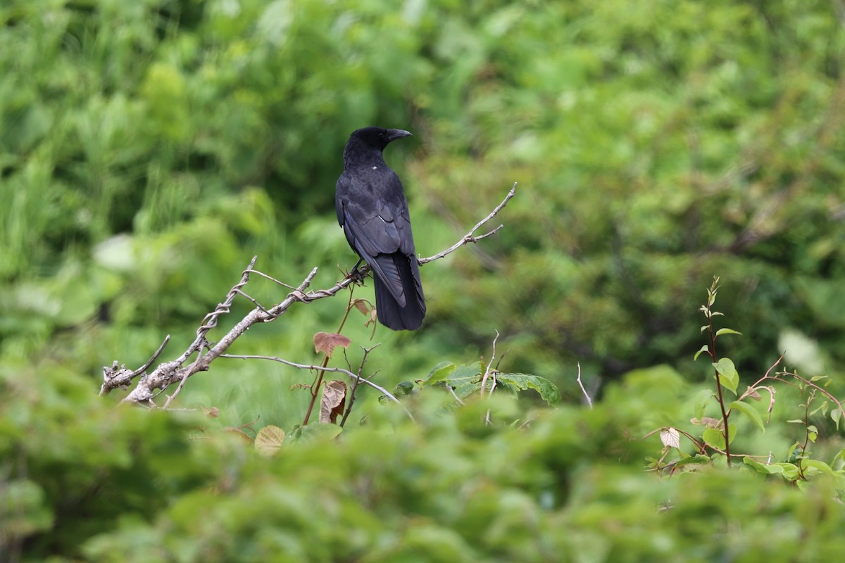 vrána černá (ssp. orientalis) - ML620856822