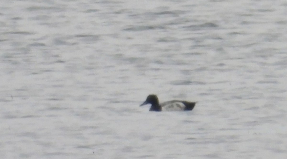 Greater Scaup - ML620856827