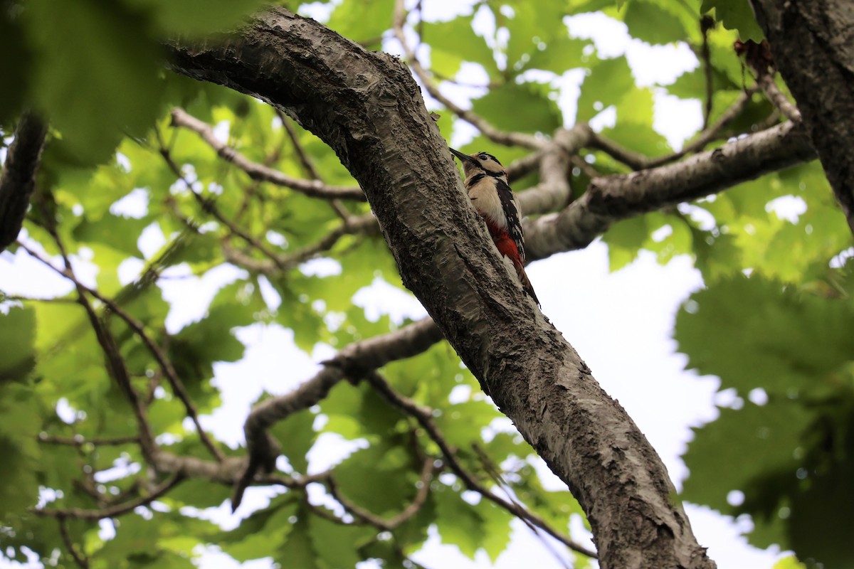 Great Spotted Woodpecker (japonicus) - ML620856842